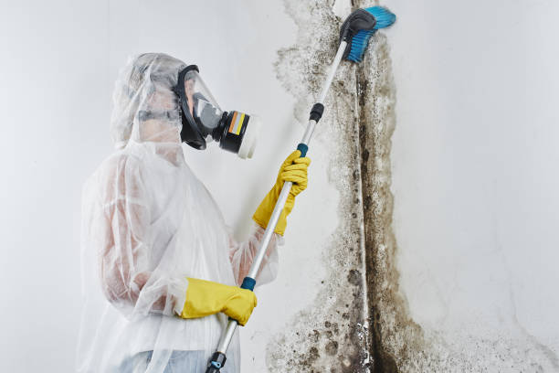 Why You Should Choose Our Mold Remediation Services in Notasulga, AL